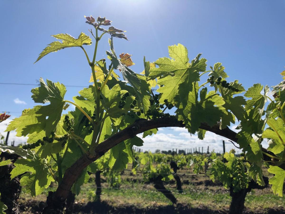 Clos De Bertinat Saint-Sulpice-de-Faleyrens Dış mekan fotoğraf